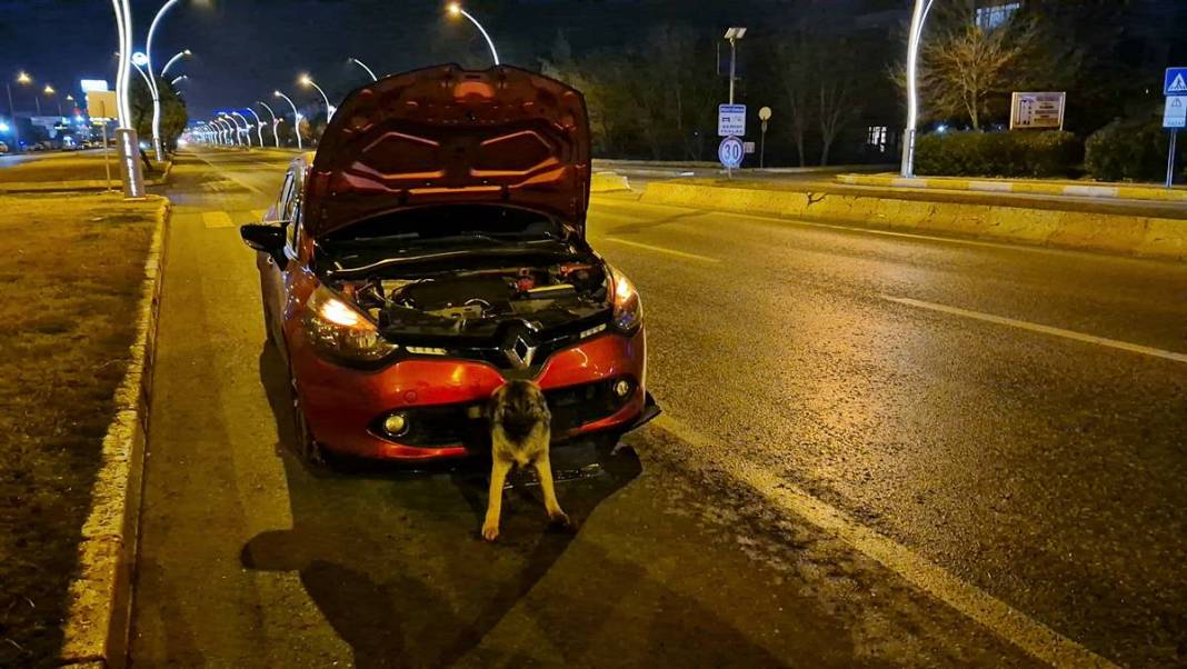 Arabanın çarptığı köpek tampona böyle sıkıştı! İlginç anlar kamerada 8